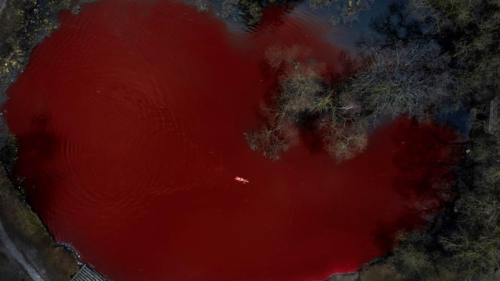 Pacifisti nuotano in un lago rosso sangue a Vilnius davanti Ambasciata Russia