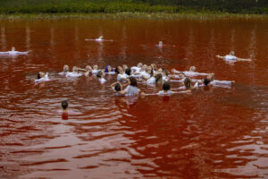 Pacifisti nuotano in un lago rosso sangue a Vilnius davanti Ambasciata Russia