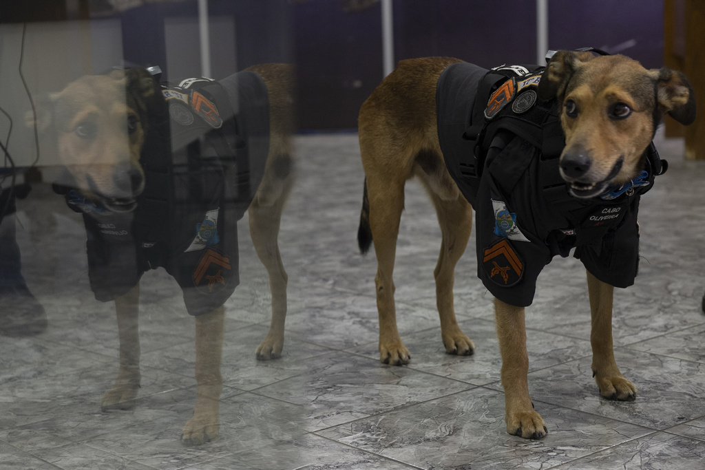 A Rio de Janeiro il cucciolo randagio diventato cane poliziotto