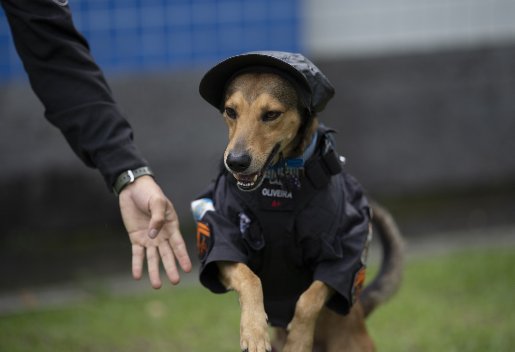 A Rio de Janeiro il cucciolo randagio diventato cane poliziotto