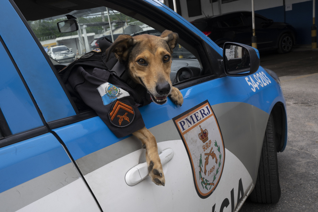 A Rio de Janeiro il cucciolo randagio diventato cane poliziotto