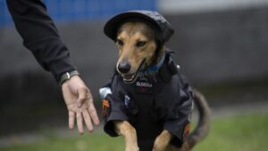 A Rio de Janeiro il cucciolo randagio diventato cane poliziotto