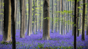 Belgio, i colori della foresta incantata di Hallerbos