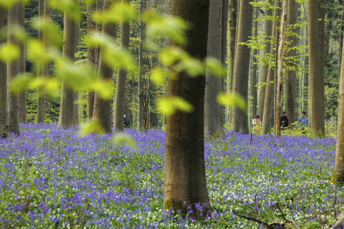 Belgio, i colori della foresta incantata di Hallerbos