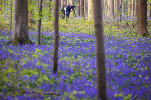 Belgio, i colori della foresta incantata di Hallerbos