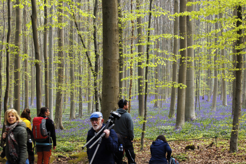 Belgio, i colori della foresta incantata di Hallerbos