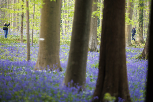 Belgio, i colori della foresta incantata di Hallerbos