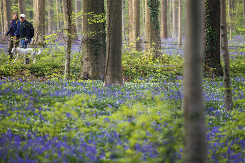 Belgio, i colori della foresta incantata di Hallerbos