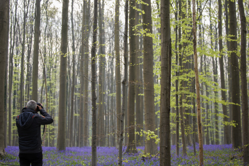 Belgio, i colori della foresta incantata di Hallerbos
