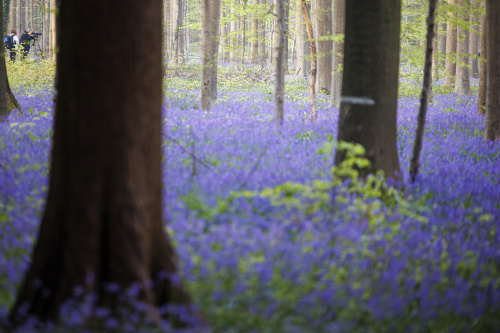 Belgio, i colori della foresta incantata di Hallerbos