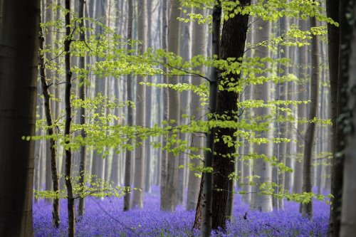 Belgio, i colori della foresta incantata di Hallerbos