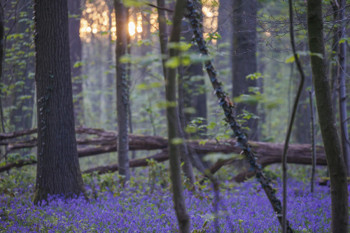 Belgio, i colori della foresta incantata di Hallerbos