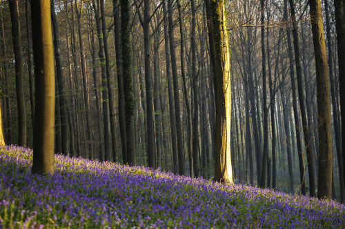 Belgio, i colori della foresta incantata di Hallerbos