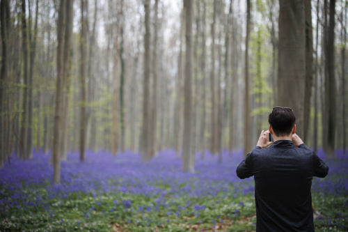 Belgio, i colori della foresta incantata di Hallerbos