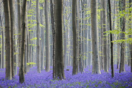 Belgio, i colori della foresta incantata di Hallerbos