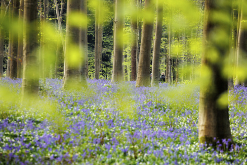 Belgio, i colori della foresta incantata di Hallerbos