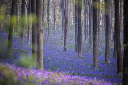 Belgio, i colori della foresta incantata di Hallerbos