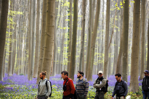 Belgio, i colori della foresta incantata di Hallerbos