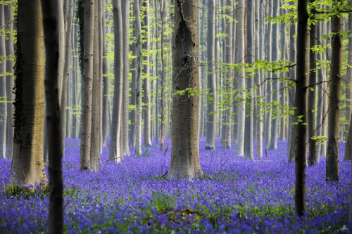 Belgio, i colori della foresta incantata di Hallerbos