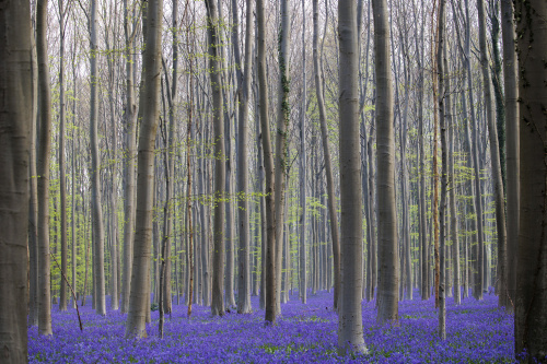 Belgio, i colori della foresta incantata di Hallerbos