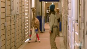 California: cucciolo di giraffa con un tutore, deve correggere la postura