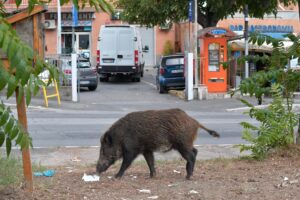 Peste suina, l’appello di Coldiretti: piano nazionale per abbattere cinghiali