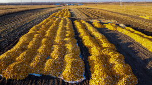 Allarme Coldiretti per la produzione del grano: “Raccolti in calo in tutto il mondo”