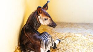 Il primo okapi d’Italia è nato nelle Marche