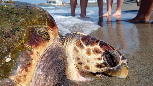 Giornata Mondiale delle Tartarughe Marine, l’Enpa trova un nido nel Cilento