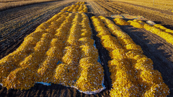 La Commissione Europea annuncia 600 milioni contro la crisi del grano