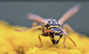 Ambiente: in Liguria nuovi rilasci di vespa samurai contro cimice asiatica