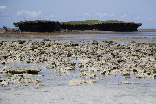 TPer combattere lo sbiancamento dei coralli, il Kenya si rivolge ai vivai della barriera corallina – FOTOGALLERY