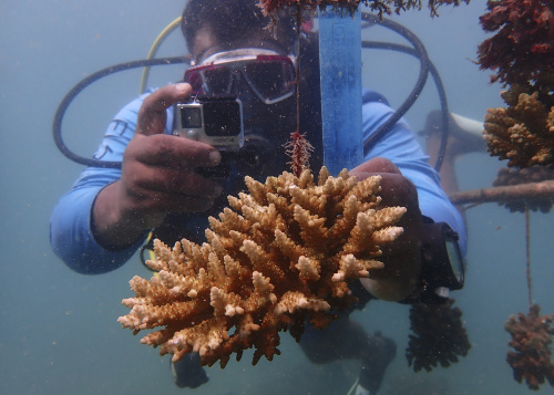 TPer combattere lo sbiancamento dei coralli, il Kenya si rivolge ai vivai della barriera corallina – FOTOGALLERY