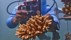 Per combattere lo sbiancamento dei coralli, il Kenya si rivolge ai vivai della barriera corallina – FOTOGALLERY