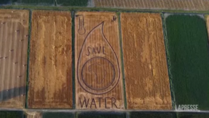 “Save Water”, il messaggio scritto su un campo di grano a Castagnaro