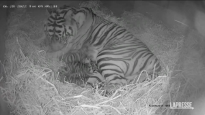 Tre rari cuccioli di tigre di Sumatra sono nati allo zoo di Londra