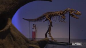New York: scheletro di dinosauro venduto all’asta per 6,1 milioni di dollari