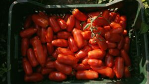 A Pagani la festa del ringraziamento del pomodoro San Marzano